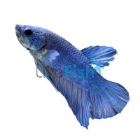 Male Betta Plakat Blue Steel Mask 4cm