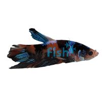 Male Betta Plakat Galaxy Koi 5cm