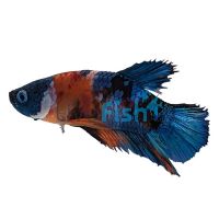 Male Betta Plakat Halfmoon Nemo Koi 5cm
