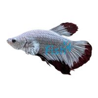 Male Betta Plakat Halfmoon Red Snow 5cm