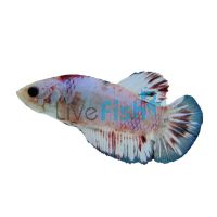 Male Betta Plakat Marble - Select 5cm