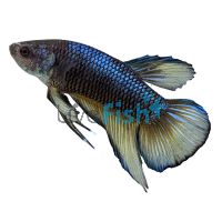 Male Betta Plakat Mustard Gas 5cm