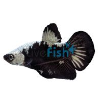 Male Betta Samurai Black 5cm