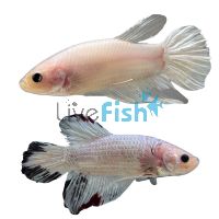 Male Betta Shortfin Cellophane 5cm