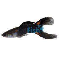 Male Black Lyretail Guppy 3.5cm