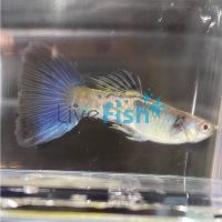 Male Blue Sapphire Guppy 3.5cm