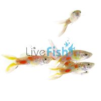 Male Blue Scissortail Guppy 3.5cm