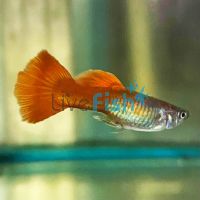 Male Chilli Red Guppy 3.5cm 