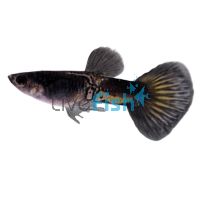 Male Black Cobra Cheek Guppy 3.5cm