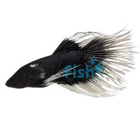 Male Crowntail Black-White Tip Betta 5cm