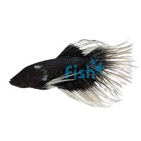 Male Crowntail Black Butterfly Betta - Select 5cm