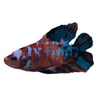 Male Betta Plakat Nemo 5cm