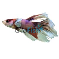 Male Elephant Ear Koi Betta 5cm