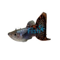 Male Elephant Ear Red Mosaic Guppy 3.5cm