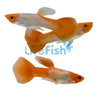 Male Golden Koi Guppy 3.5cm