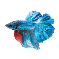 Male Halfmoon Betta 4cm