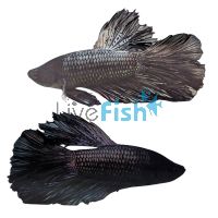 Male Halfmoon Black Cooper Betta Select 5cm