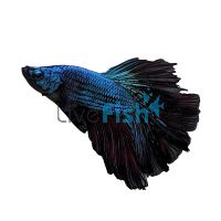 Male Halfmoon Black Orchid 5cm