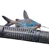 Boofhead Catfish 15cm