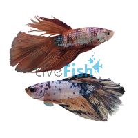 Male Halfmoon Candy Nemo Betta 4cm