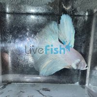 Male Halfmoon White Betta Fighter 5cm