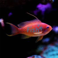 Male Lyretail Anthias - Medium
