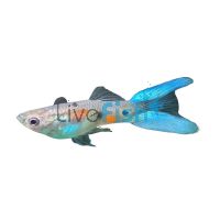 Male Lyretail Blue Guppy 3cm