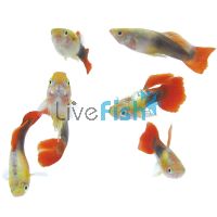 Male Marigold Guppy 3.5cm