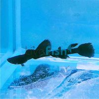 Male Moscow Black Guppy 3.5cm