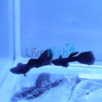 Male Moscow Black Guppy 3cm