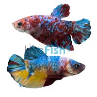 Male Multicolour PLKT Halfmoon Betta 5cm