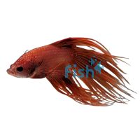 Male Orange Crowntail Betta 5cm