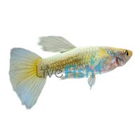 Male Pastel Guppy 3.5cm
