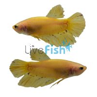 Male Shortfin Yellow Vanda Betta 5cm