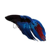 Male Siamese Betta Black Light 6cm