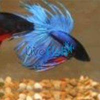 Assorted Crowntail Male Fighter 6cm