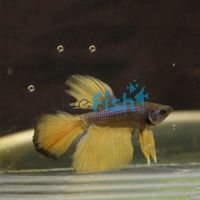 Male Siamese Betta Mustard Gas 6cm