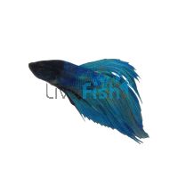 Male Betta Ocean Green 5cm