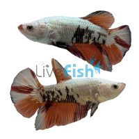 Male Siamese Betta Samurai Green PKHM 4cm
