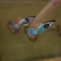 Male Tiger Guppy 3.5cm 