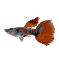Male Violet-Red Guppy 3.5cm