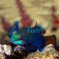 Mandarin Fish - Large