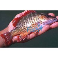 Mangrove Jack 9cm