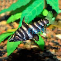 Marble Headstander - Wild Caught 10cm