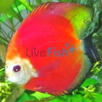 Marlboro Red Discus 5cm