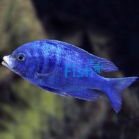 Mdoka White Lip Cichlid 7cm