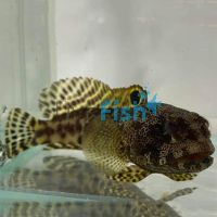 Darwin Jawfish - Medium