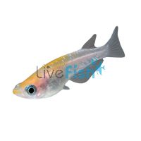 Medaka Marble 3cm