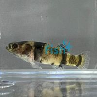 Mekong Bumble Bee Goby 2.5cm
