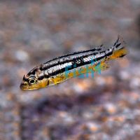 Melanochromis Auratus 5cm